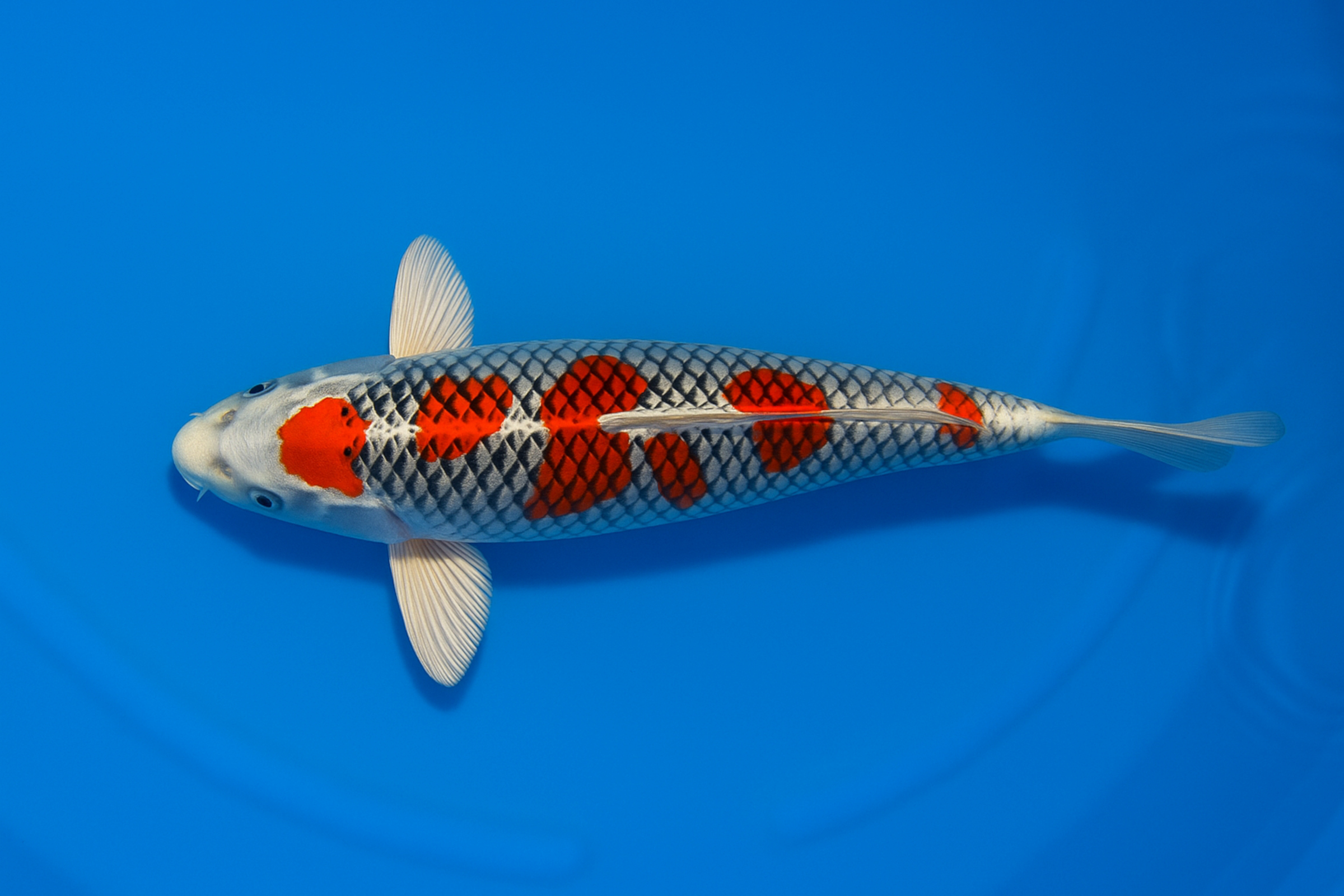 Japan Koi Ikarashi Tosai Kujaku, Cyprinus carpio, 13-15 cm
